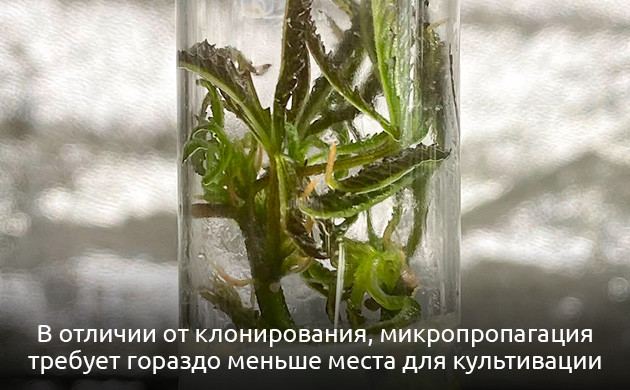 Отличия микропропагации от клонирования Микропропагация vs клонирование