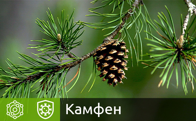 Камфен в конопле Терпен камфен