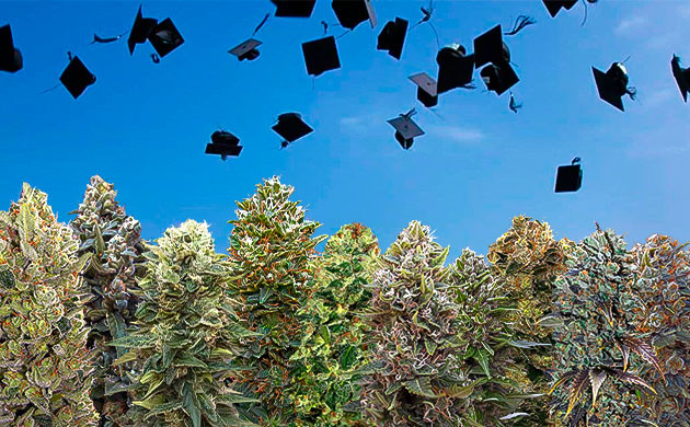 Выбор сорта для учебы Конопля и выпускной