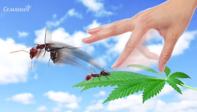 Способы борьбы с муравьями Избавление от муравьев