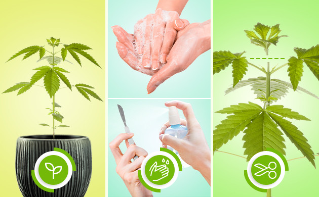 Когда делать топпинг Когда можно делать топпинг