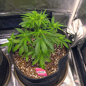 Начало стадии цветения Первый куст после fim обрезки