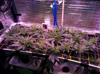 Использование сетки ScrOG Начало цветения на 10 неделе выращивания