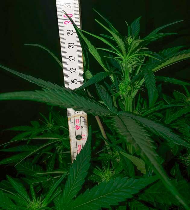 Фаза цветения конопли Марихуана ростом 29 см