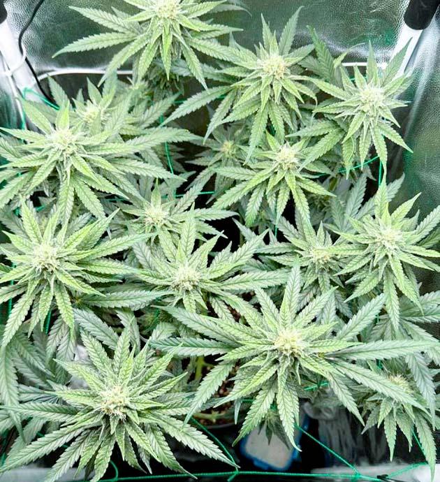 Куст ростом 55 сантиметров Куст Mimosa Evo от Barney’s Farm на 9 неделе