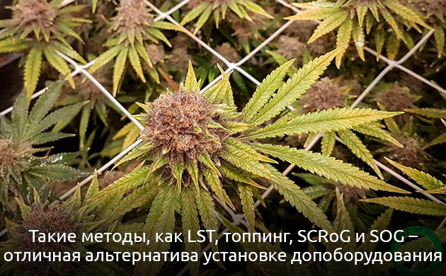 Тренировки — альтернатива боковому освещению при выращивании марихуаны Альтернатива боковому освещению при выращивании конопли