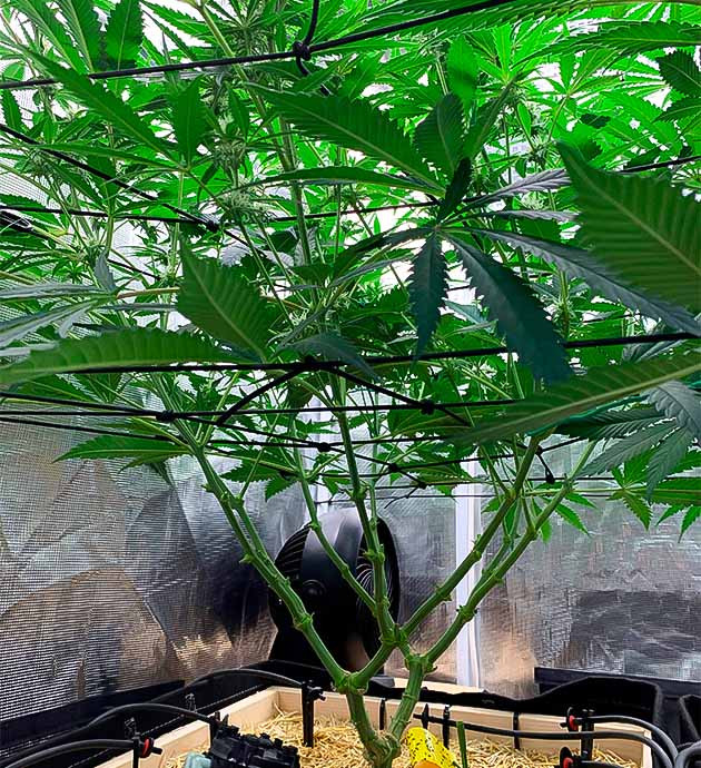 Дефолиация листьев каннабиса Куст Gorilla Glue #4 на 12 неделе выращивания