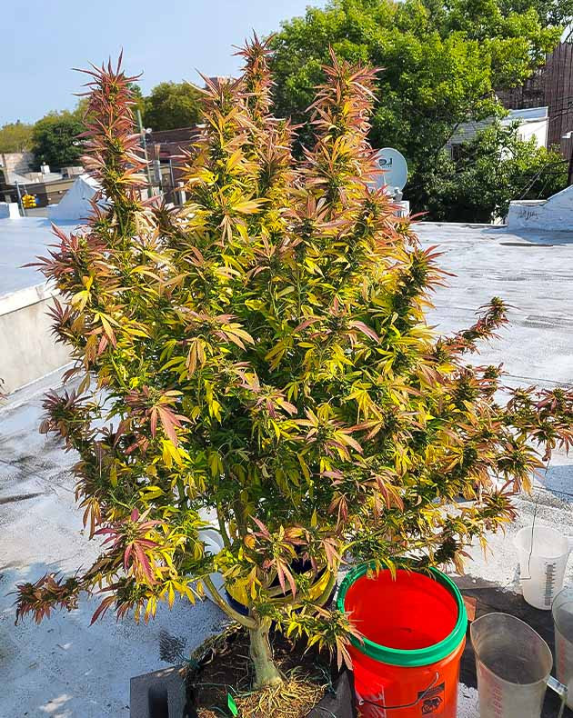 Сбор урожай с куста Runtz Punch Предхарвест кустов Runtz Punch