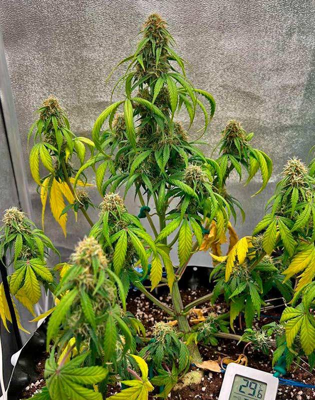 Пожелтевшие листья конопли Куст Whiskey Zulu Auto от 7CH American на 7 неделе
