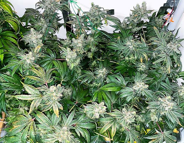 Сбор урожай с куста Pineapple Chunk предхарвест кустов Pineapple Chunk