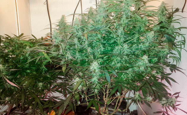 Кусты с разной структурой листьев Цветение на 11 неделе