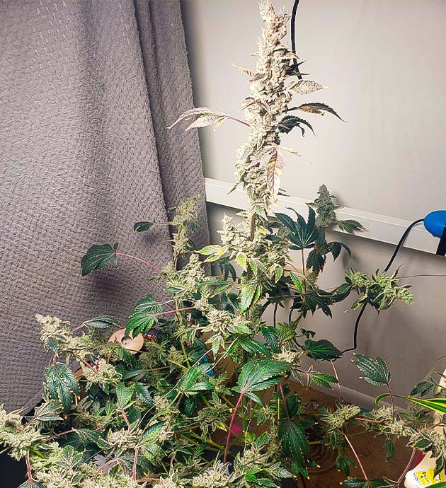 Подготовка к харвесту 17 неделя роста Strawberry OG Cookies R1