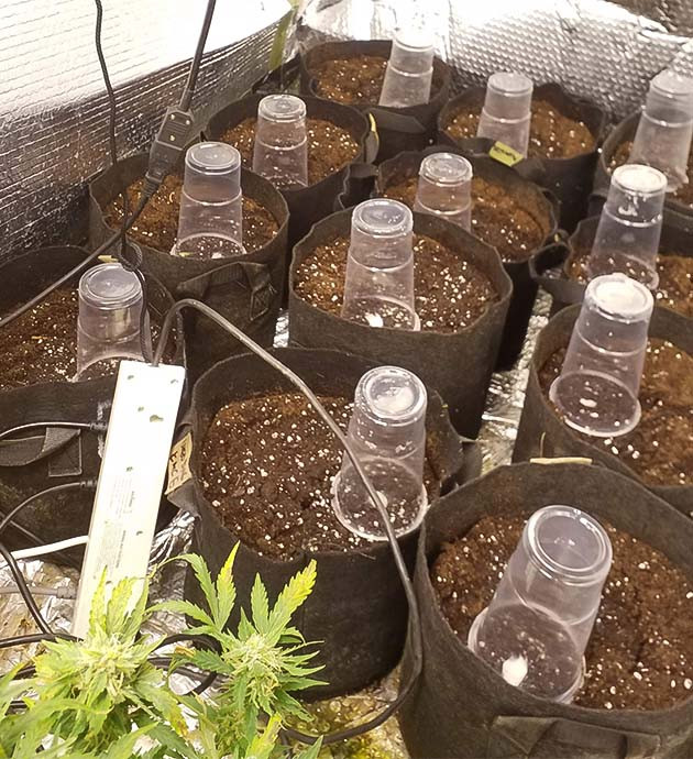 Пророст семян сорта Wedding Cake Auto Проращивание семян конопли Wedding Cake Auto