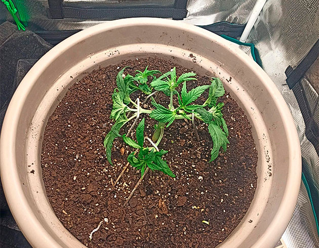 Тренировка Халка: топпинг и обрезка Обрезка и рост Bruce Banner #3 в гроубоксе