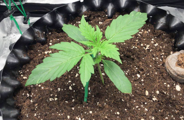 Формирование стебля Godzilla Cookies Auto Обдув Годзилла кукис авто и подготовка к топпингу