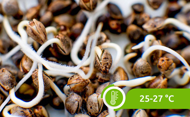 Температура проращивания семян 25-27 °С