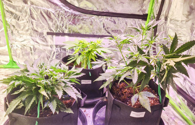 Увеличение размера растений LST для равномерного роста