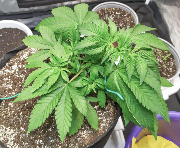 Активный рост Biscotti Mintz на третьей неделе Biscotti Mintz: Развитие боковых ветвей