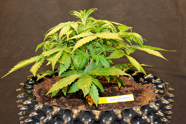 4 неделя выращивания конопли Original Jack Herer высотой в 22 см