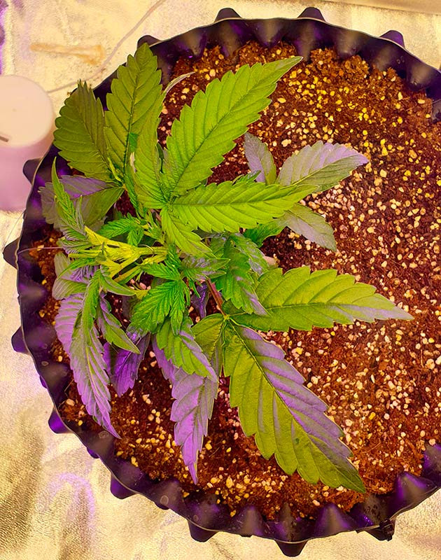 Гроурепорт сорта Wedding Cake Auto