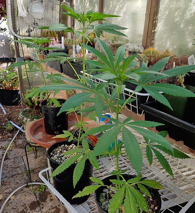 Выращивание индичного сорта Wedding Gelato Состояние листьев Wedding Gelato