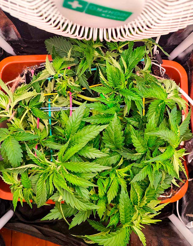 Стимуляция цветения сорта Sensi Star Перевод на цветение растения Sensi Star