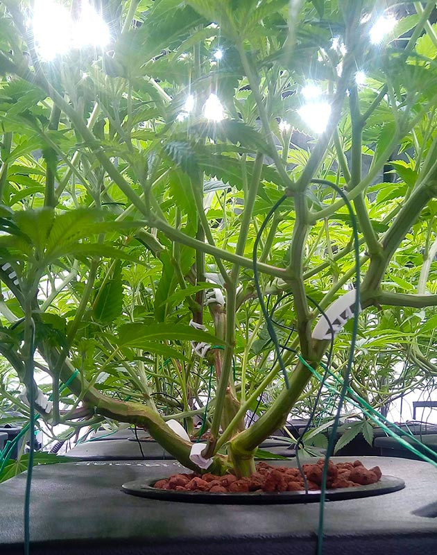 Развитие стеблей на 5 неделе роста Стебли конопли с пластиковыми зажимами для LST