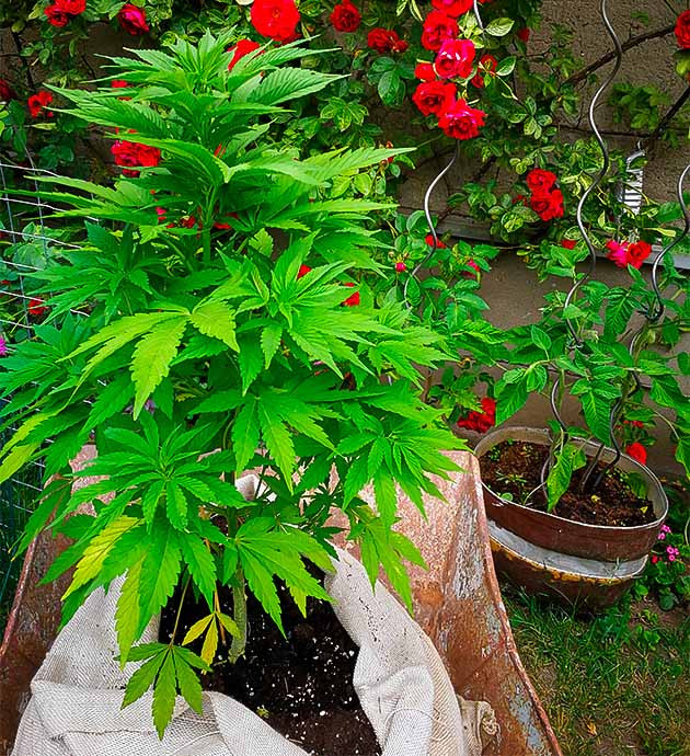 Пожелтение листьев от стресса после пересадки 65 сантиметровый куст в большом мешке