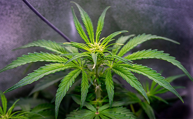 Растение Wedding Cheesecake Auto на 5 неделе выращивания Выращивание сорта Wedding Cheesecake Auto