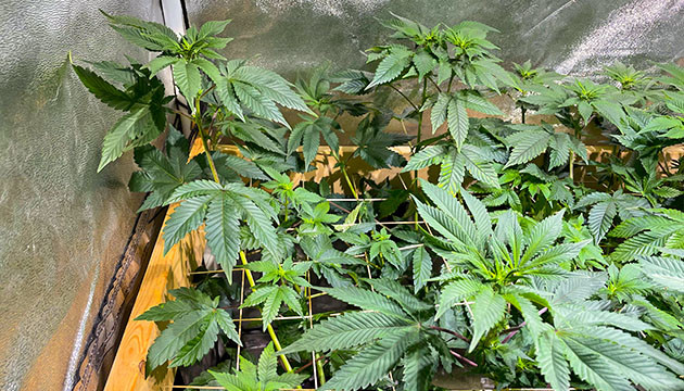 Использование ScrOG сетки 11 и 12 недели выращивания Tropicanna Banana