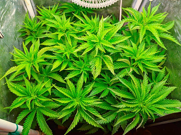 Sensi Star дневник по выращиванию Гроурепорт сорта Sensi Star