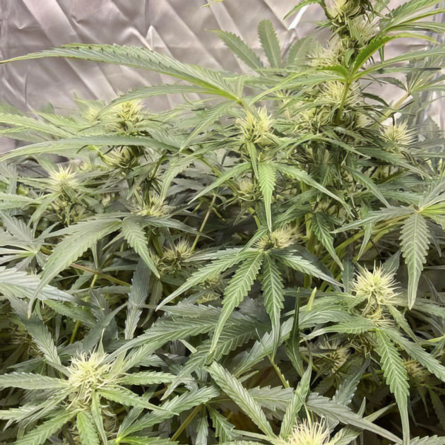 Добавление компонента для улучшения качества смолы и трихом Куст Wedding Cake Auto на стадии цветения