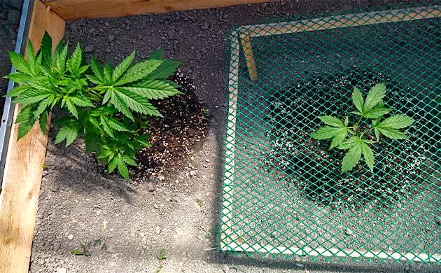 Установка сетки для равномерного формирования кроны каннабиса Каннабис под сеткой SCROG