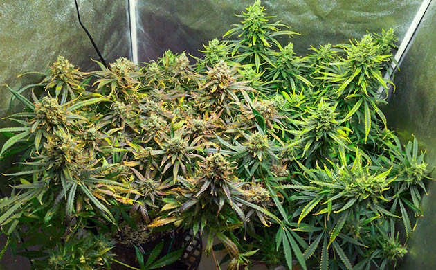 Различие фенотипов кустов конопли Появление фиолетового оттенка на одном кусте