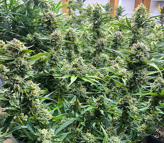 Гроурепорт сорта Gelato Auto выращивание сорта конопли Gelato Auto