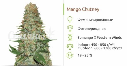 Сорт конопли Mango Chutney Mango Chutney fem (Dr. Krippling Seeds)