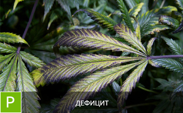 Листья при дефиците фосфора