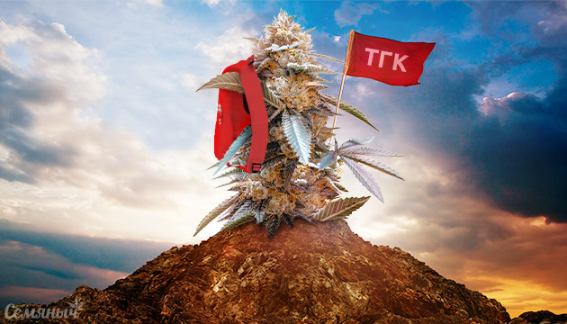 Подборка сортов Индики с высоким уровнем ТКГ Индика с высоким уровнем ТКГ