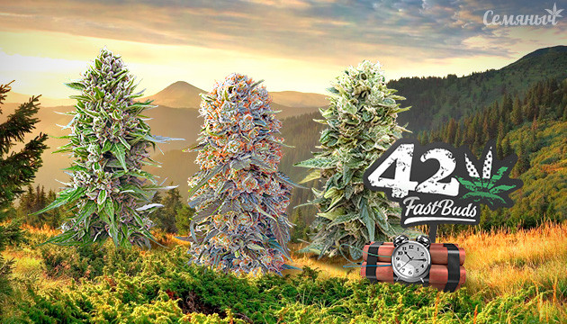 Мощные автоцветущие семена марихуаны от FastBuds Подборка сортов конопли от FastBuds