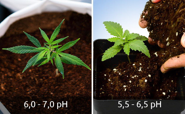 Показатели pH и электропроводности Показатели pH и EC для ростков конопли