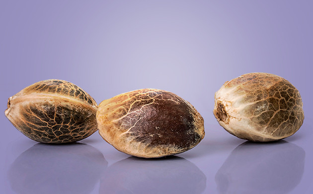 Семена на форуме Дзаги Семена на Дзаги