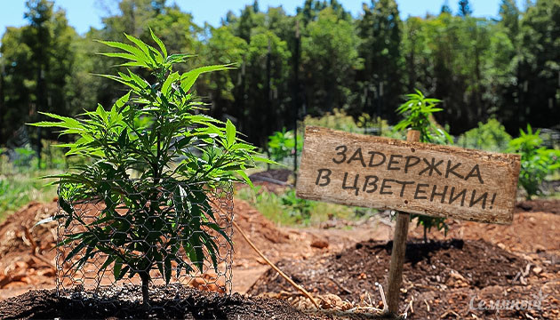 Задержка цветения в открытом грунте Задержка цветения конопли в ауте