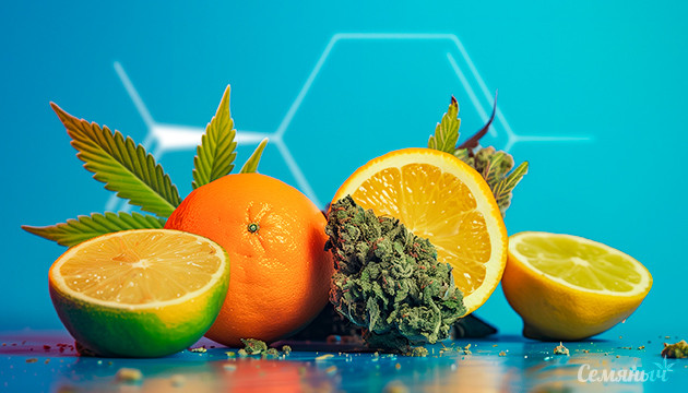 Терпен лимонен в каннабисе уменьшает тревогу от ТГК Новое исследование о воздействии терпенов конопли