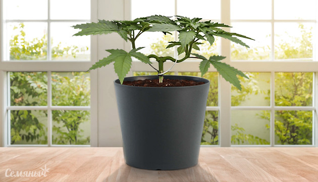 Подборка сортов марихуаны для мейн-лининга Сорта для мейн-линига