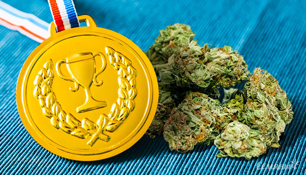 Сорта чемпионы Конопля с медалью