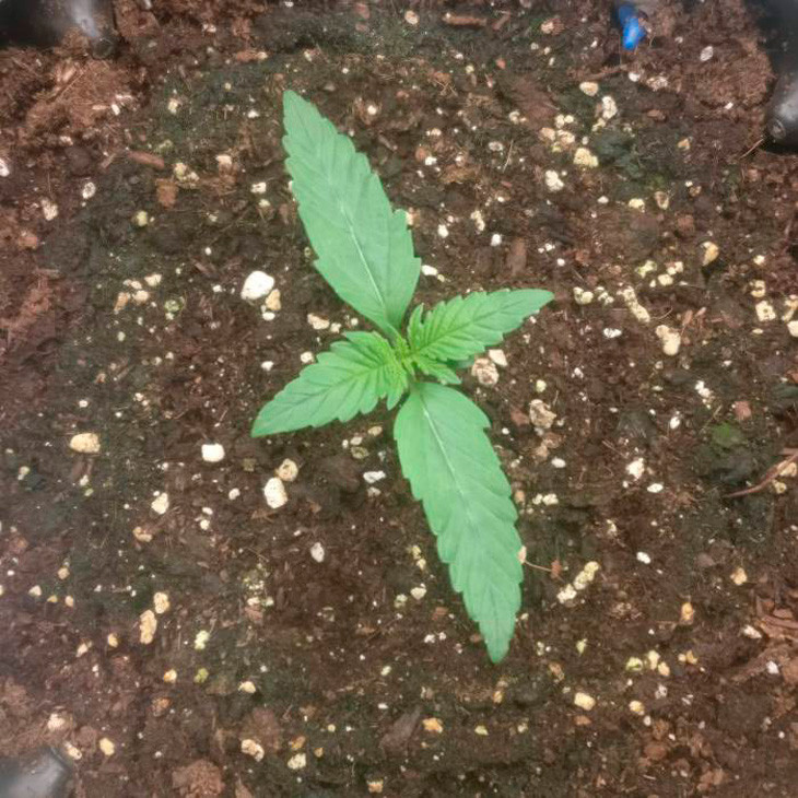 Начало стадии вегетации Росток сорта марихуаны Auto New York City