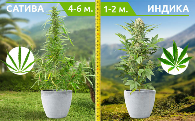 Высота Сативы и Индики Рост Сативы и Индики в естественных условиях