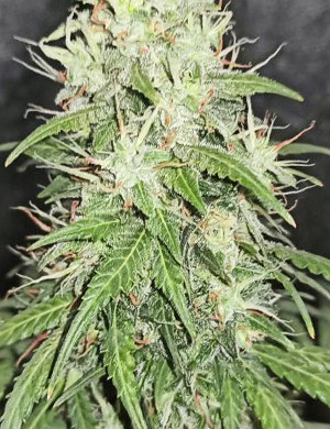 Шишка Auto Tutankhamon Молочные трихомы