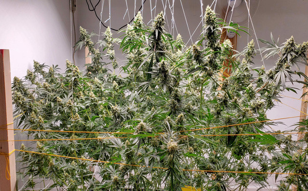 Дозревание соцветий Созревающие шишки