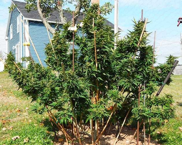 21 неделя развития клона Цветущий куст каннабиса